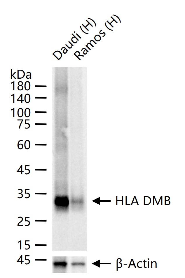 组织相容性复合体蛋白2（HLA-DMB）重组兔单抗-bsm-62489R