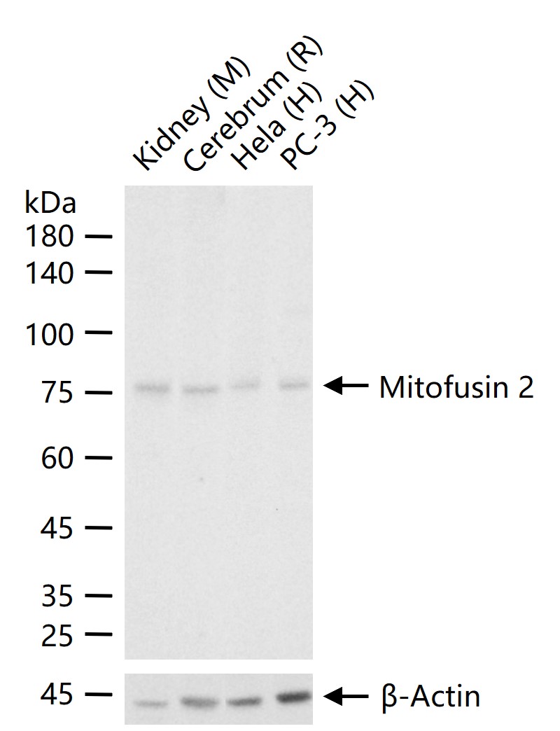 线粒体融合蛋白Mfn2重组兔单抗-bsm-61395R