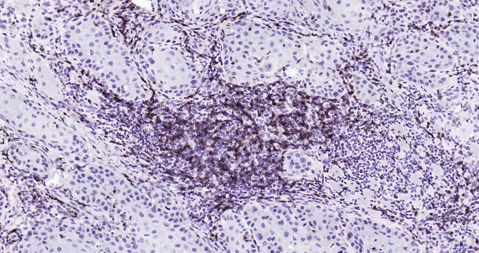 CD8重组兔单抗-bsm-60735R