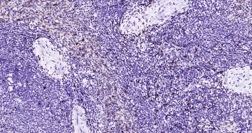 CD8重组兔单抗-bsm-60735R