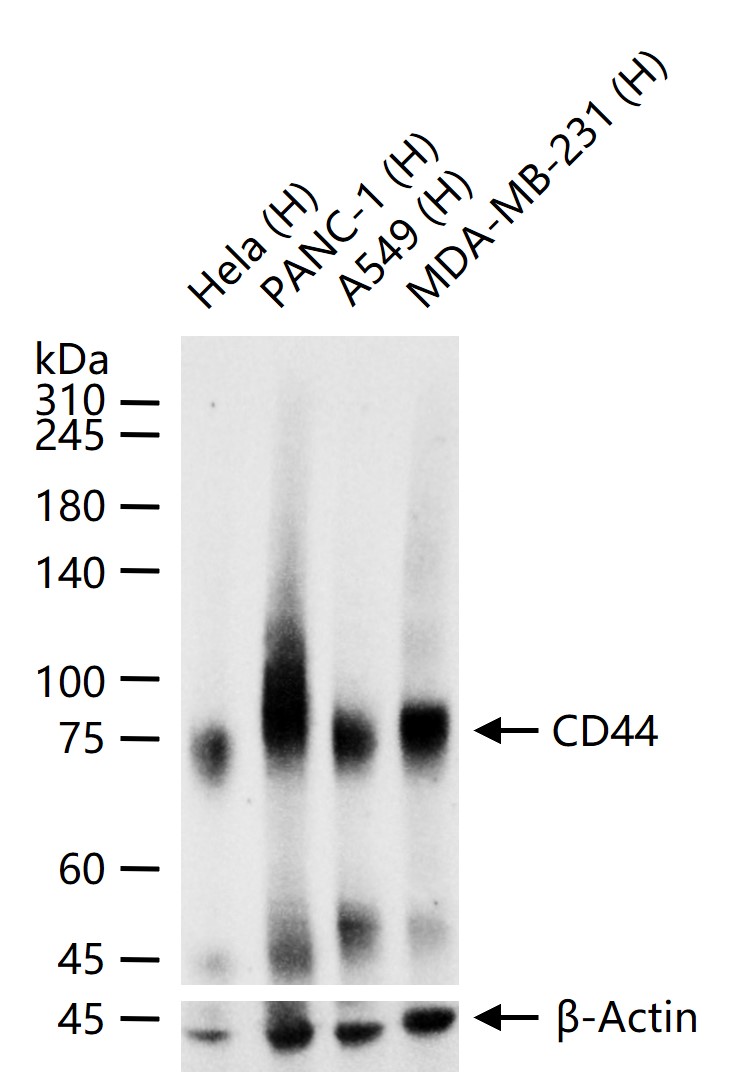CD44单克隆抗体-bsm-51065M
