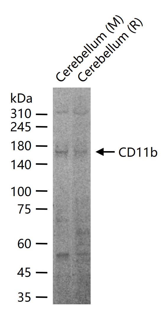 整合素αM/巨噬细胞表面分子抗体-bs-1014R