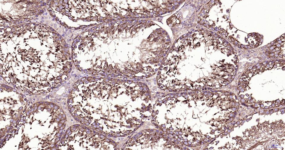 微管蛋白β tubulin/Tubulin β（内参）重组兔单抗-bsm-33034R
