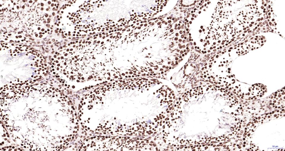 组蛋白H3（核内参）重组兔单抗-bsm-33042R