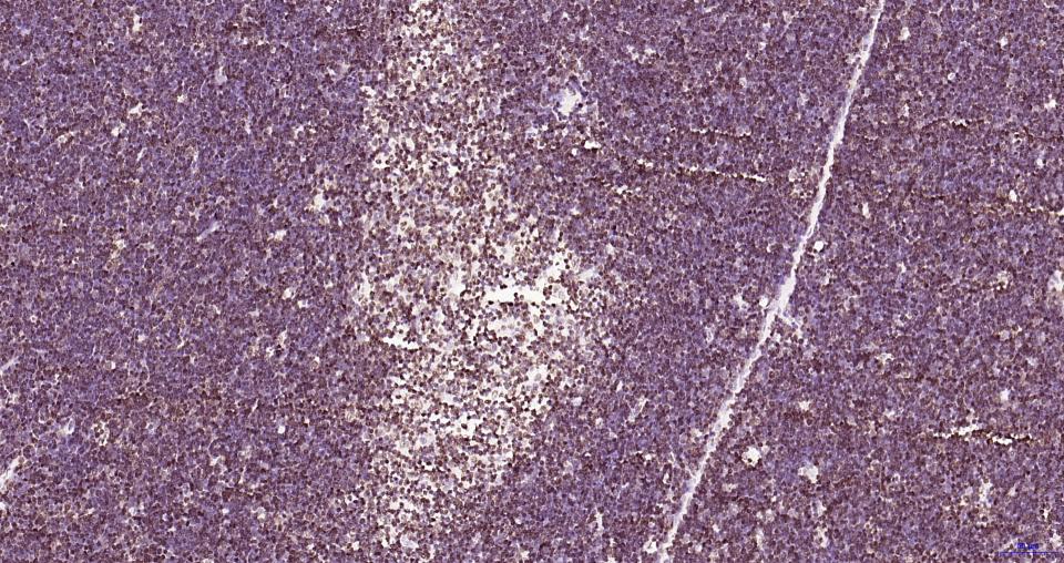 组蛋白H3（核内参）重组兔单抗-bsm-33042R