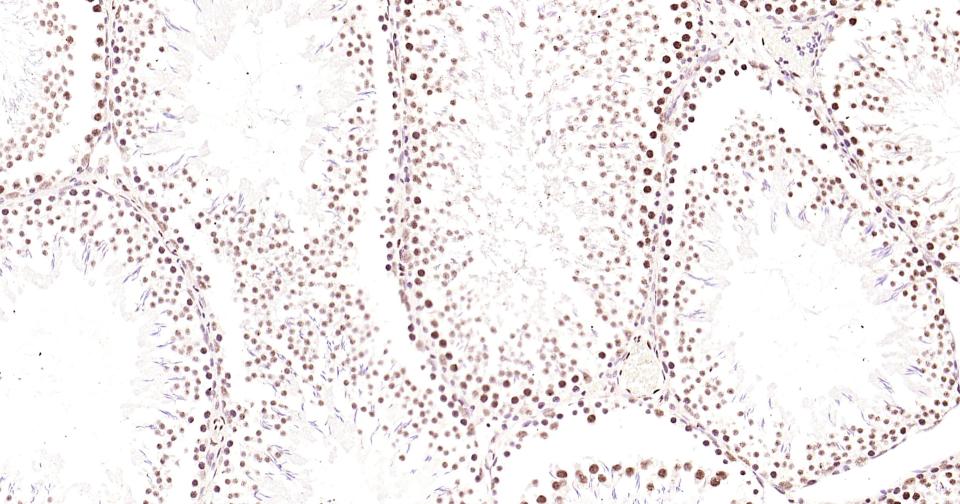 磷酸化CREB-1重组兔单抗-bsm-61105R