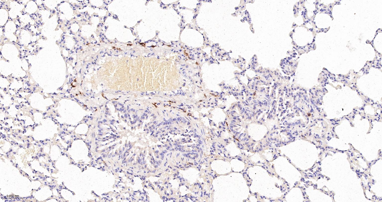 CD163重组兔单抗-bsm-54015R