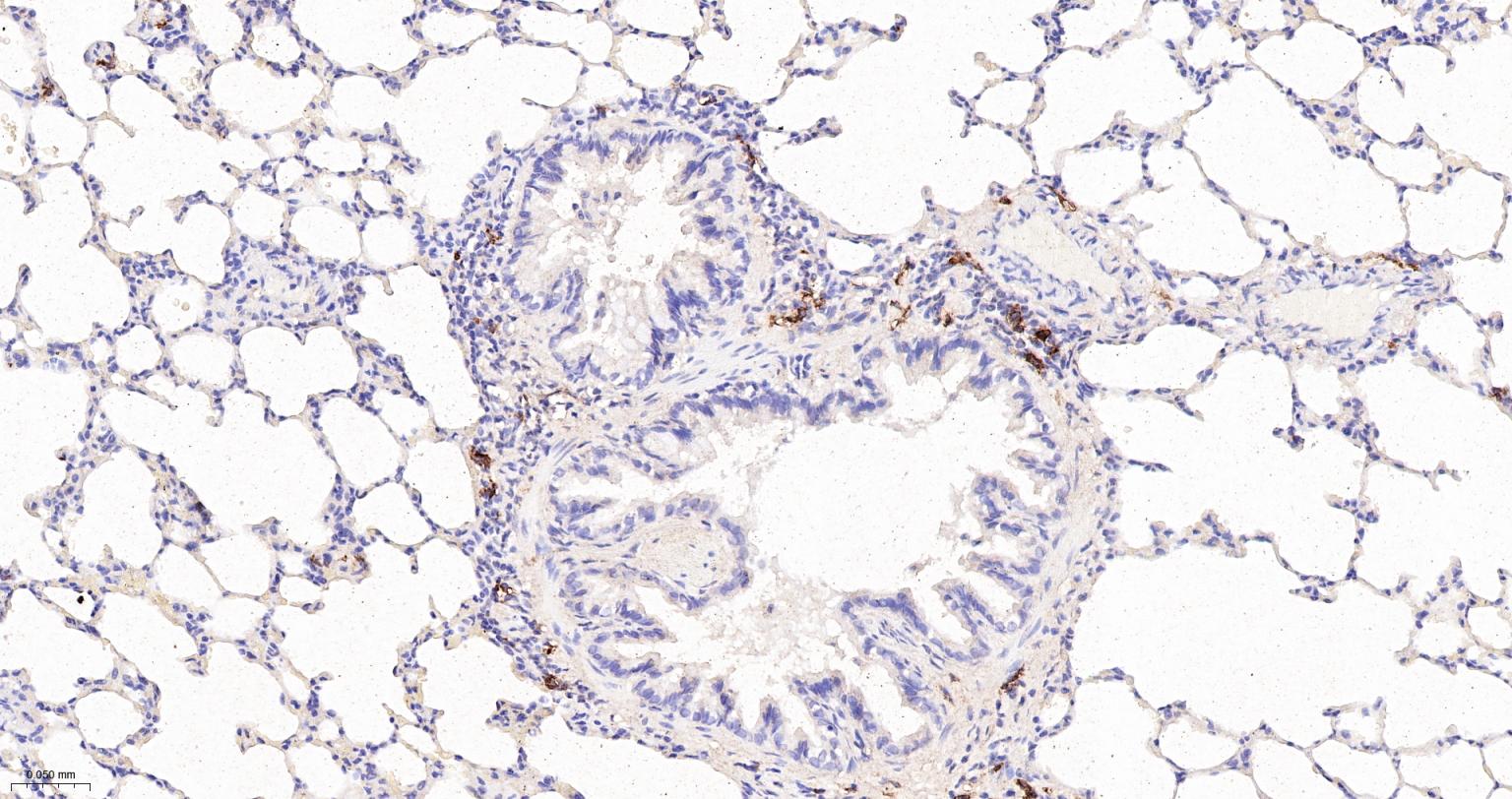 CD163重组兔单抗-bsm-54015R