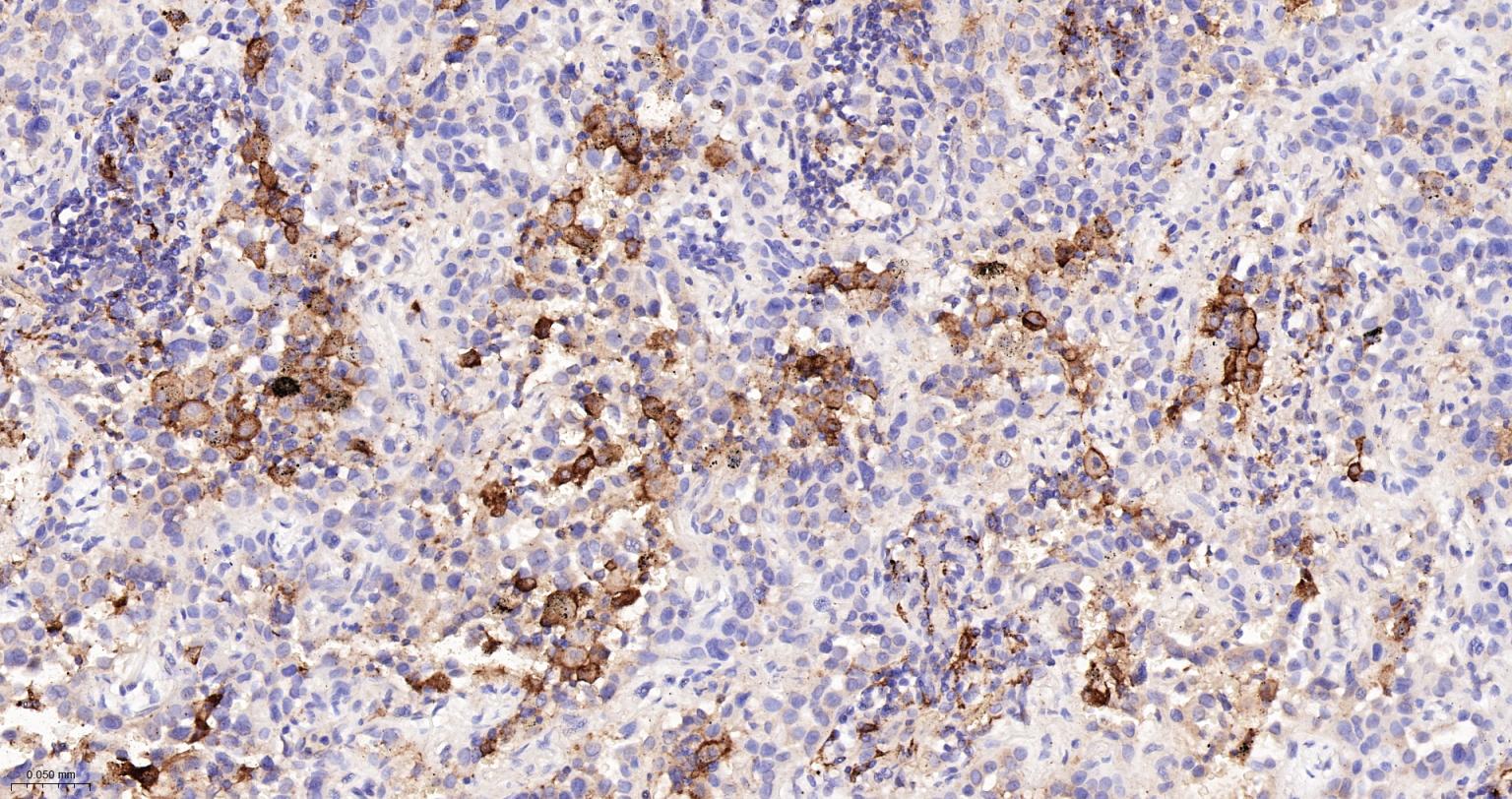 CD163重组兔单抗-bsm-54015R