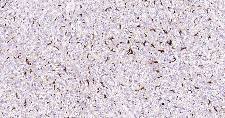 CD163重组兔单抗-bsm-54015R