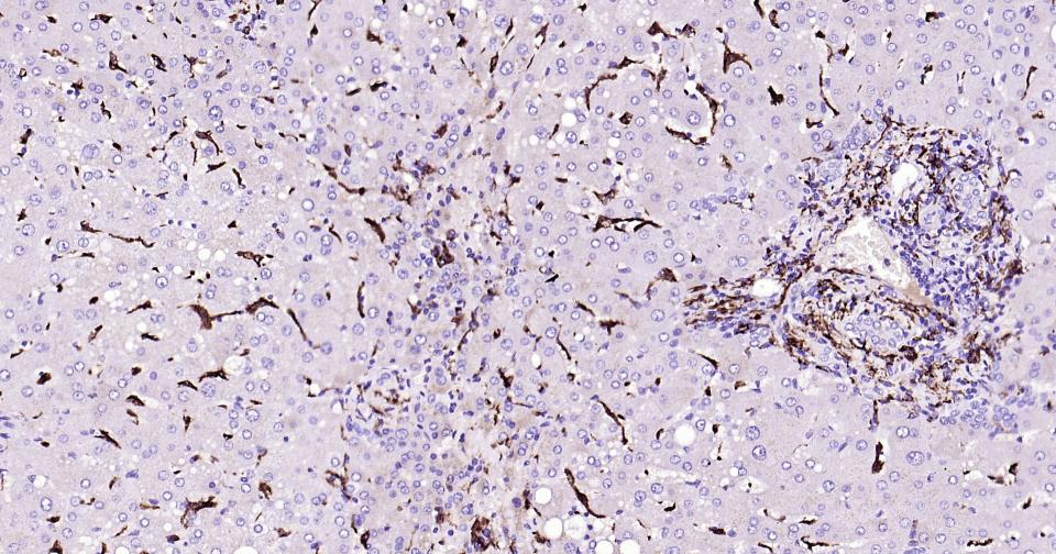 CD163重组兔单抗-bsm-54015R
