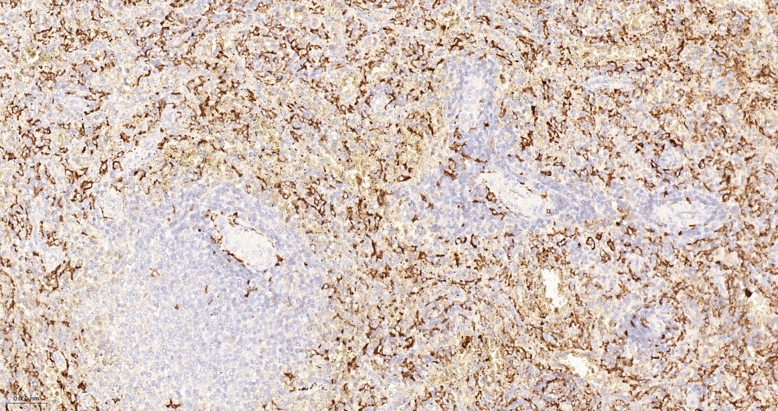 CD163重组兔单抗-bsm-54015R