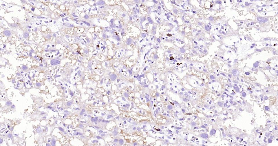 CD163重组兔单抗-bsm-54015R
