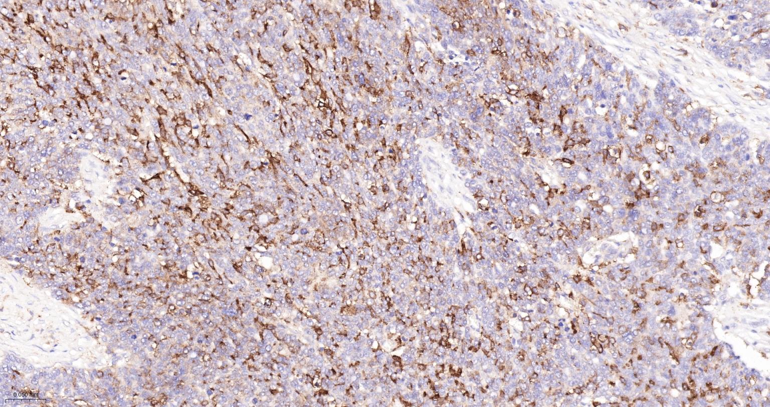 CD163重组兔单抗-bsm-54015R