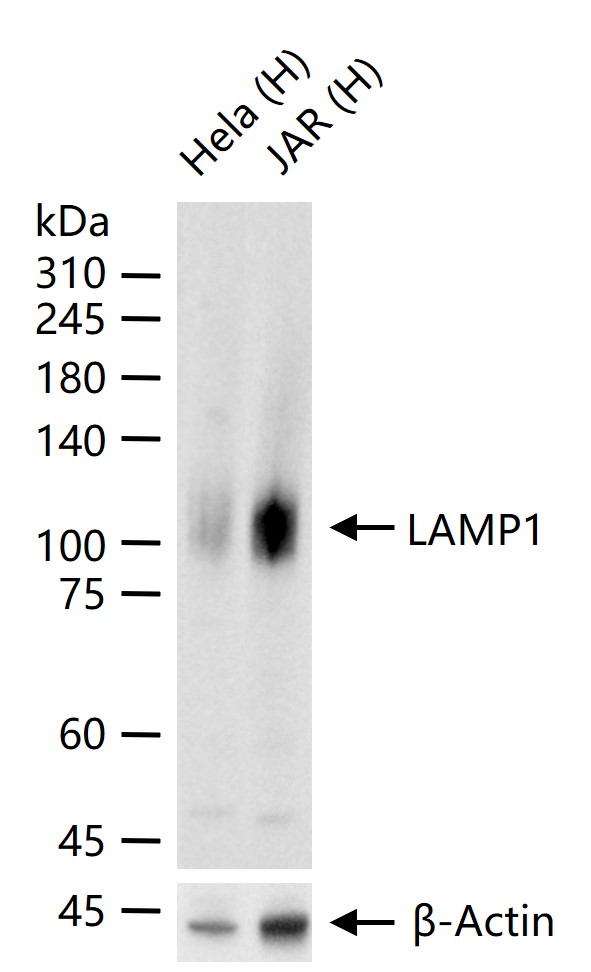 溶酶体相关膜蛋白1（CD107）重组兔单抗-bsm-61375R