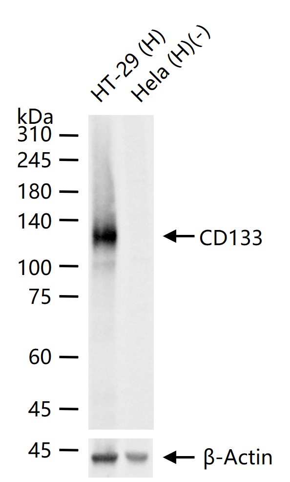 造血干细胞抗原CD133重组兔单抗-bsm-62477R