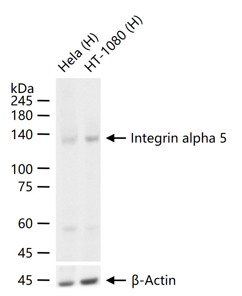 整合素α5（CD49e）重组兔单抗-bsm-61357R