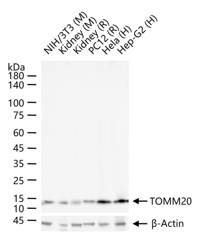 线粒体外膜受体Tom20重组兔单抗-bsm-61211R