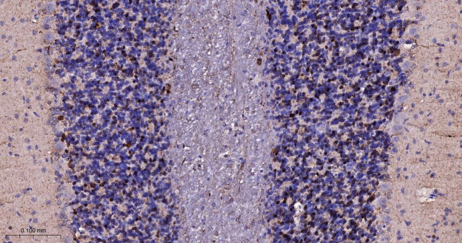 钙结合蛋白重组兔单抗-bsm-54076R