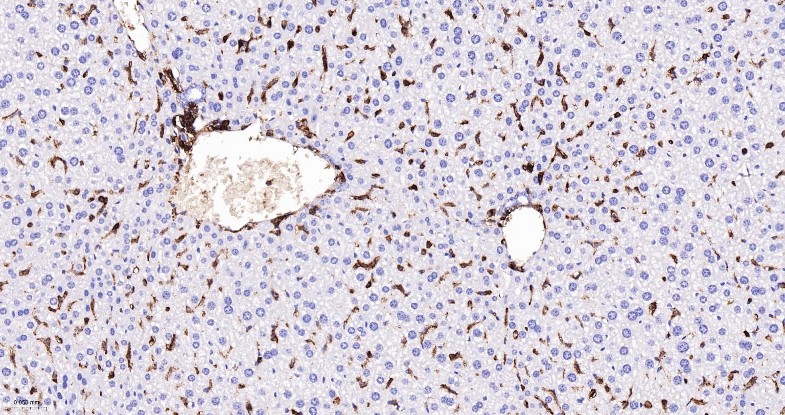 CD44重组兔单抗-bsm-54767R
