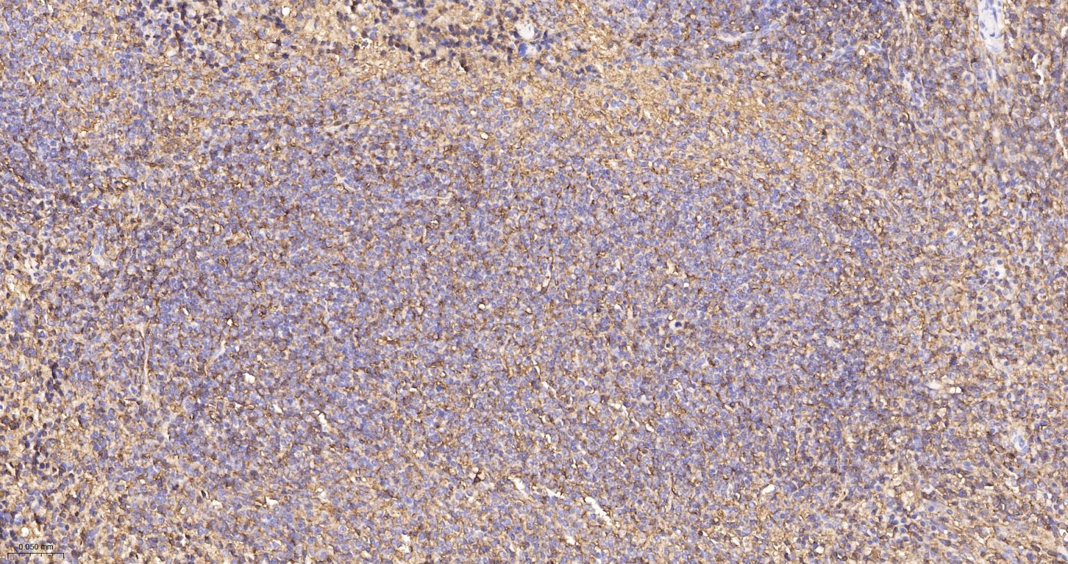 CD44重组兔单抗-bsm-54767R