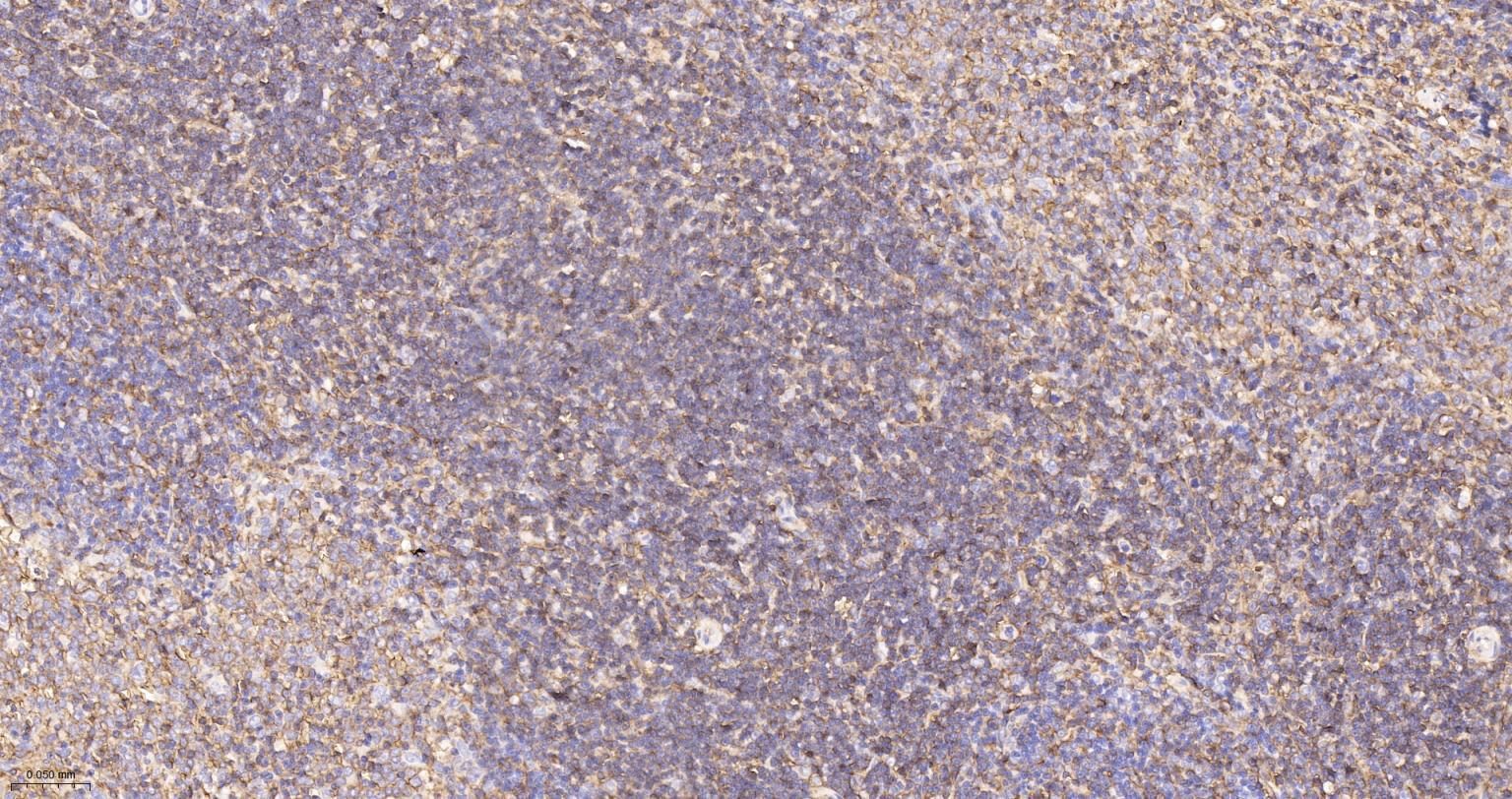 CD44重组兔单抗-bsm-54767R