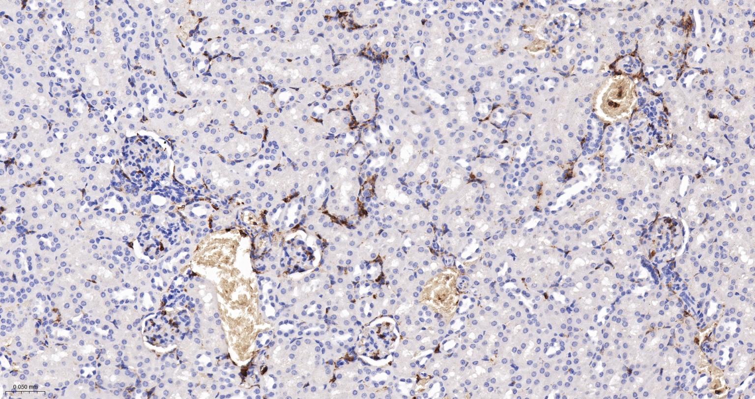 CD44重组兔单抗-bsm-54767R