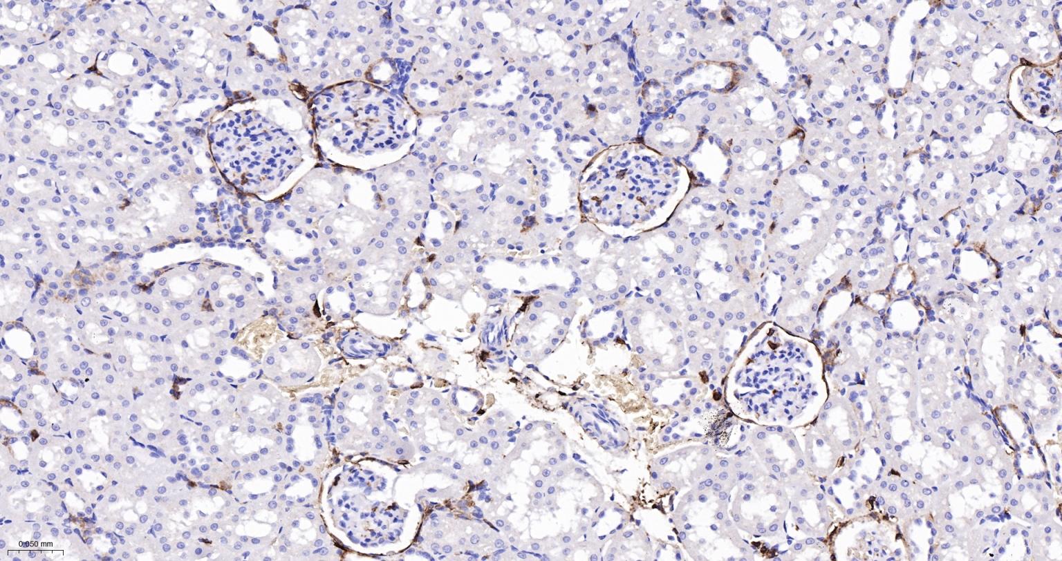 CD44重组兔单抗-bsm-54767R