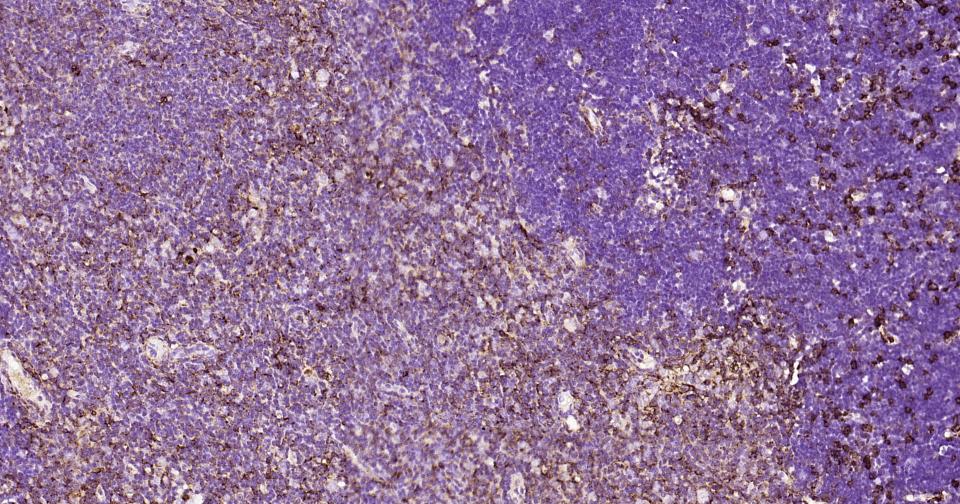 CD44重组兔单抗-bsm-54767R