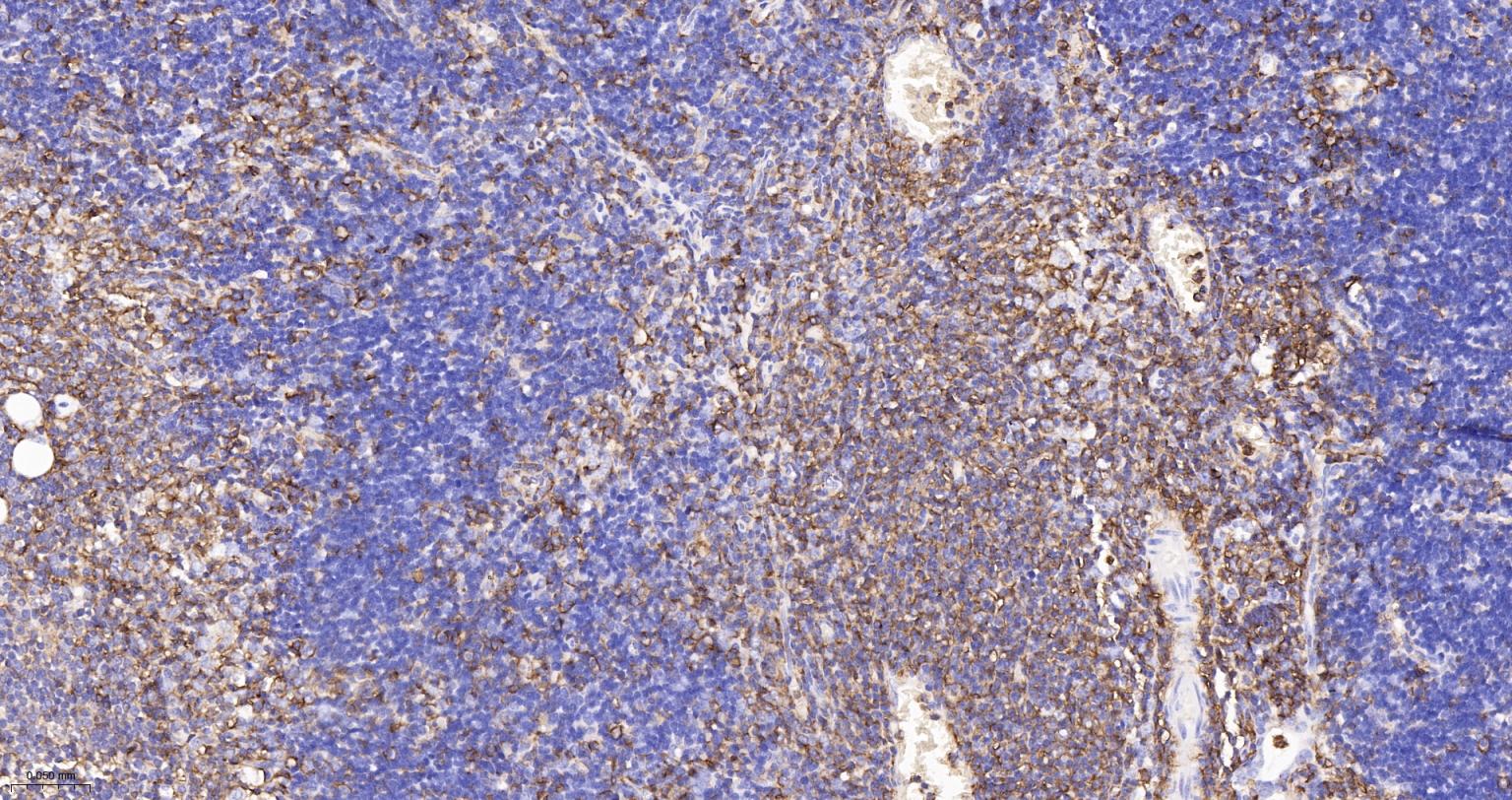 CD44重组兔单抗-bsm-54767R