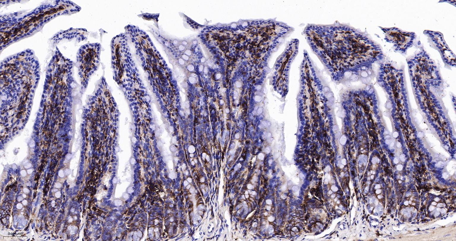 CD44重组兔单抗-bsm-54767R