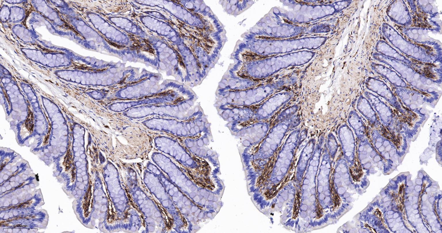 CD44重组兔单抗-bsm-54767R