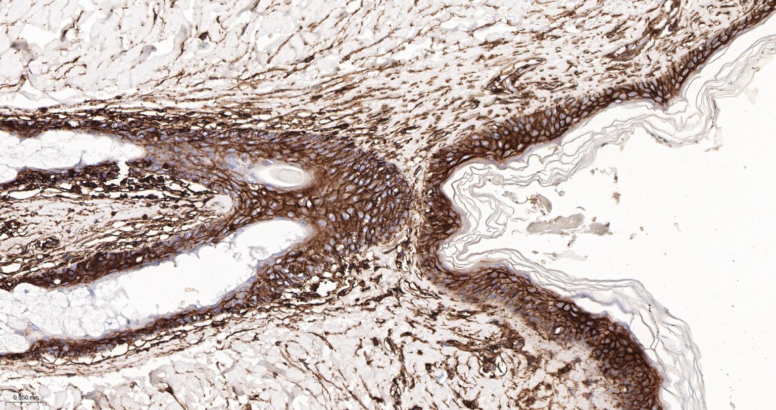 CD44重组兔单抗-bsm-54767R