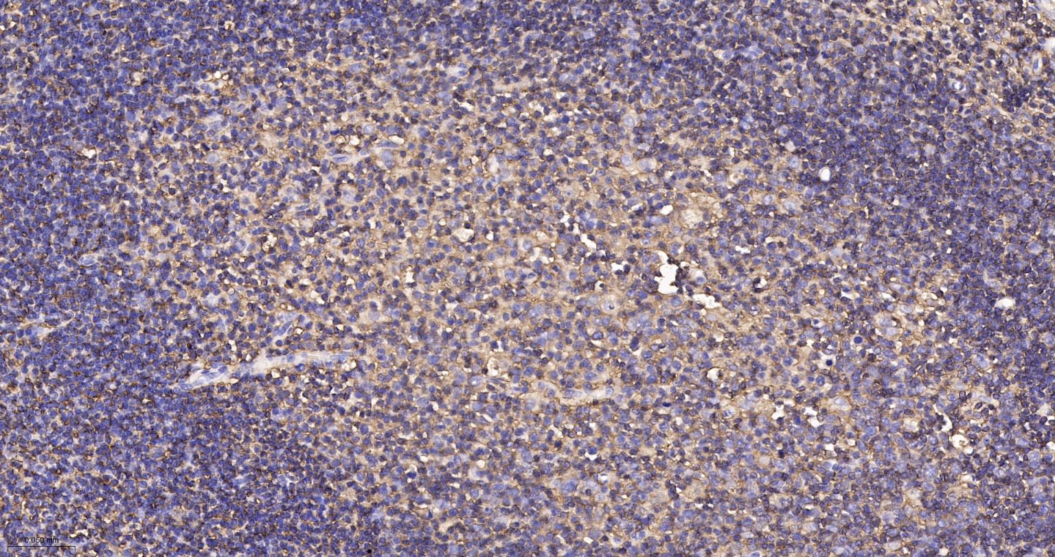 CD44重组兔单抗-bsm-54767R