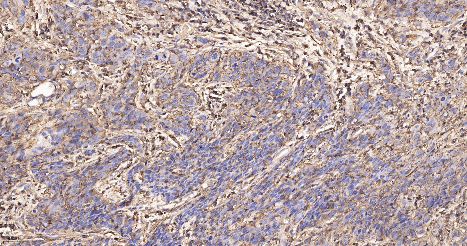 CD44重组兔单抗-bsm-54767R