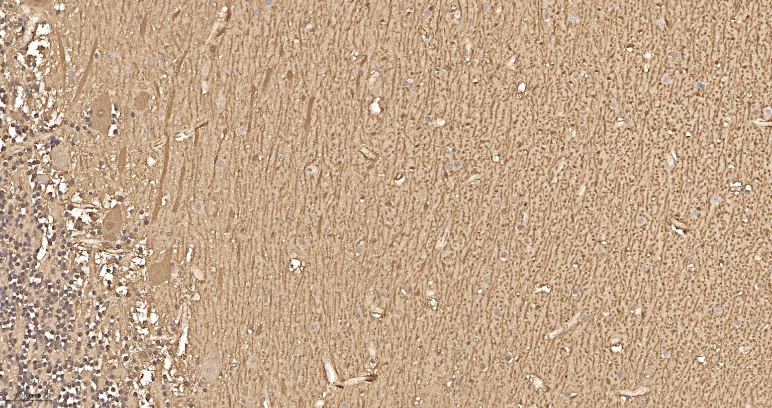 钙结合蛋白D28K重组兔单抗-bsm-60713R