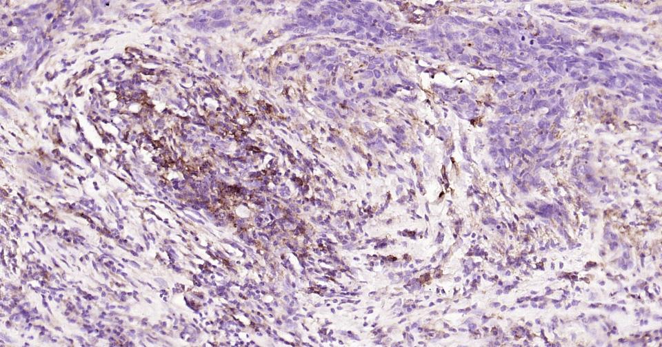 CD44抗体重组兔单抗-bsm-63050R