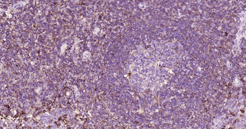 CD44抗体重组兔单抗-bsm-63050R