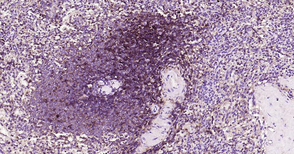 CD44抗体重组兔单抗-bsm-63050R