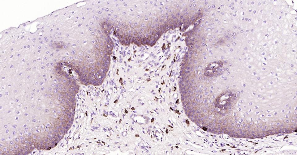 CD44抗体重组兔单抗-bsm-63050R