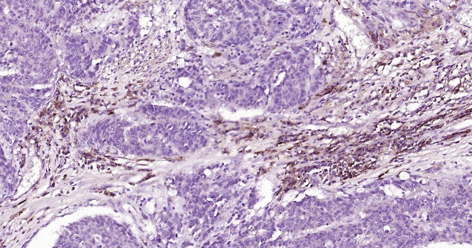 CD44抗体重组兔单抗-bsm-63050R