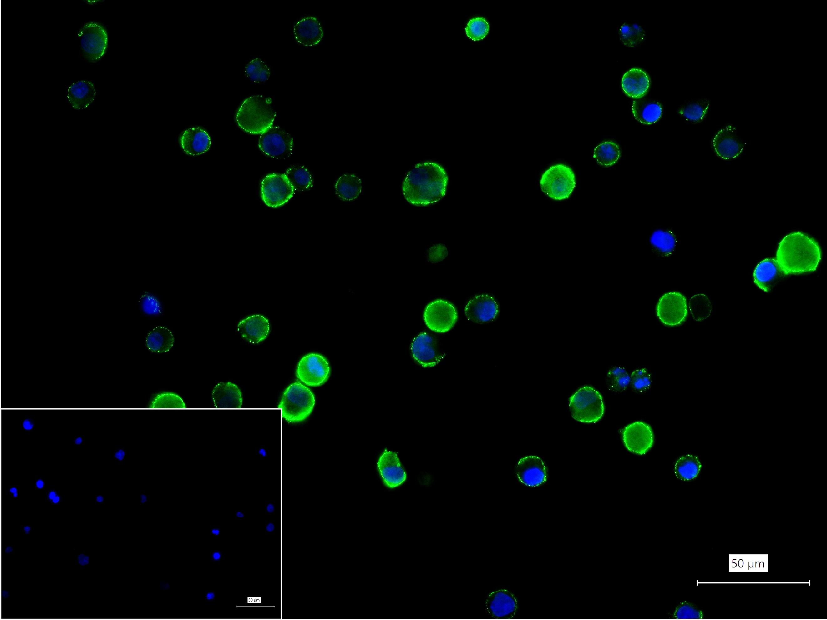 CD86重组兔单抗-bsm-43589R