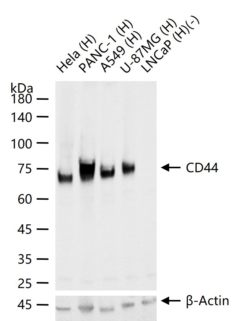 CD44抗体重组兔单抗-bsm-63050R