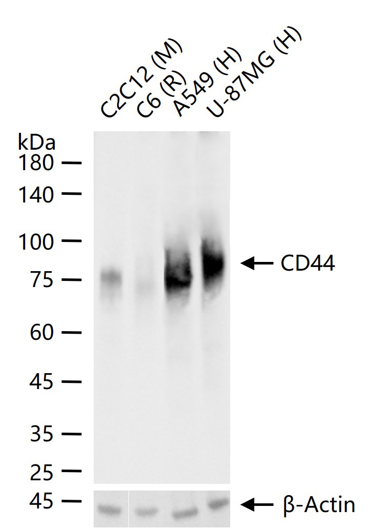 CD44重组兔单抗-bsm-54767R
