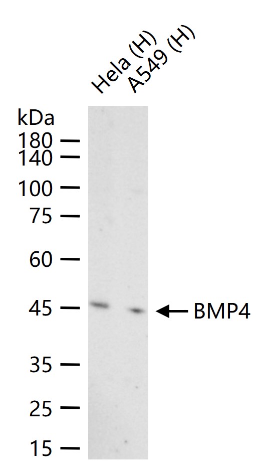 骨形态发生蛋白4重组兔单抗-bsm-61132R