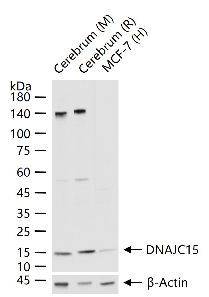 DNAJC15重组兔单抗-bsm-61157R