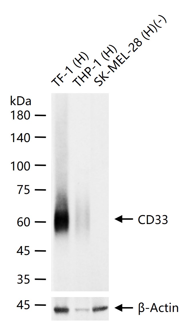 CD33重组兔单抗-bsm-60920R
