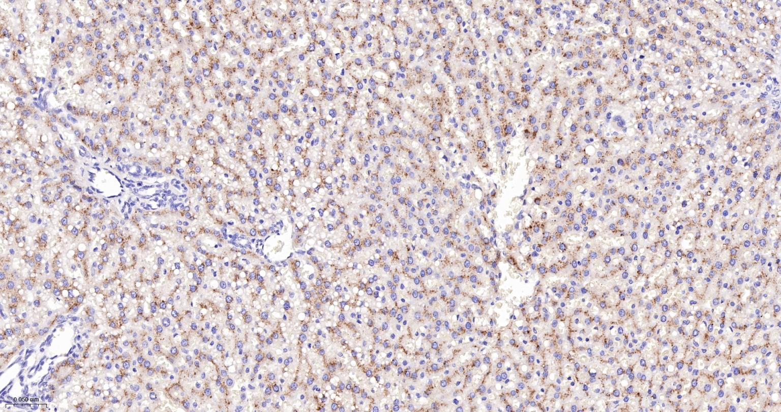 溶酶体相关膜蛋白2（CD107B）重组兔单抗-bsm-61207R