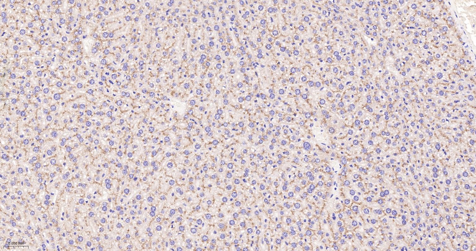 溶酶体相关膜蛋白2（CD107B）重组兔单抗-bsm-61207R