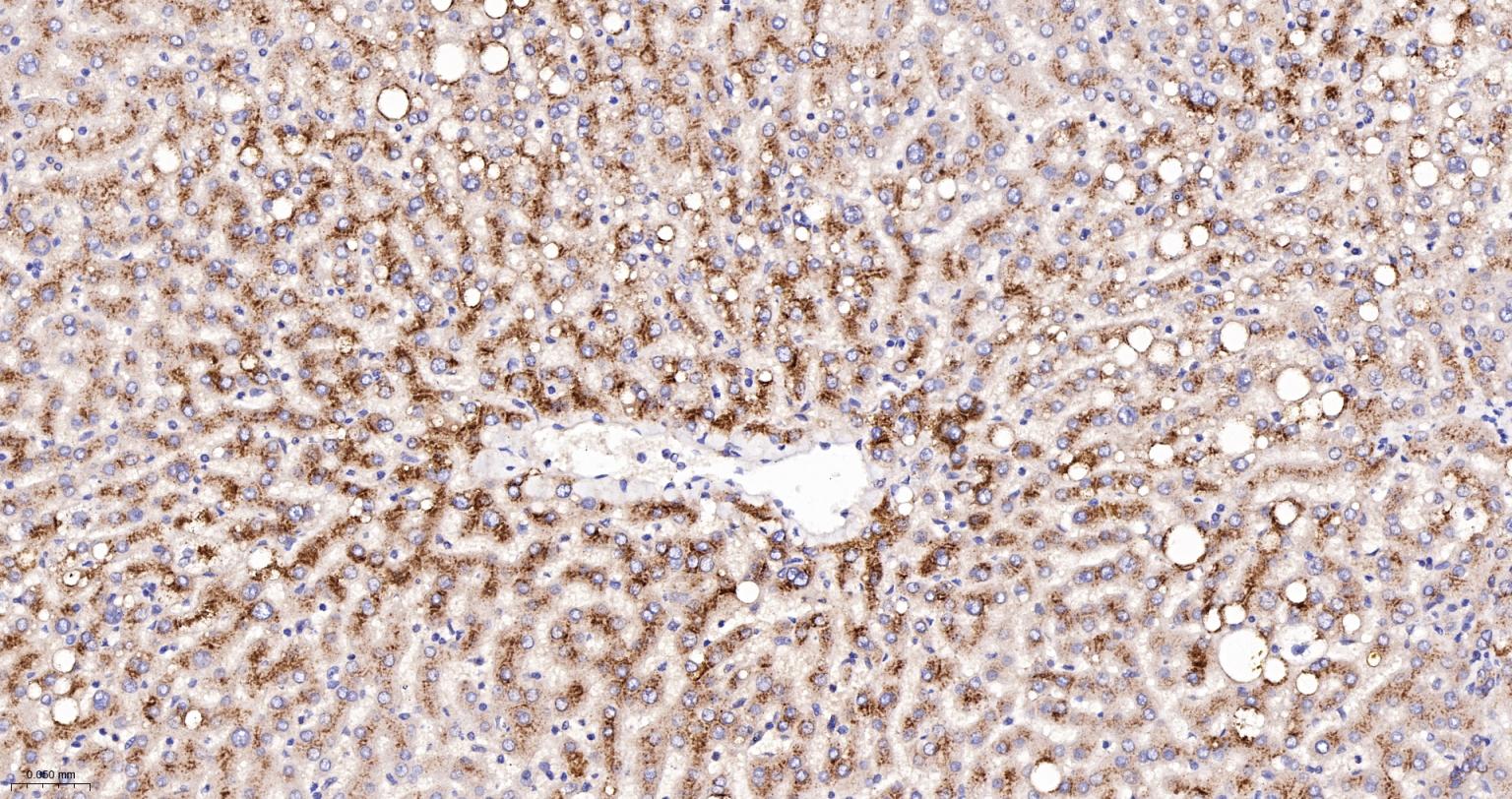 溶酶体相关膜蛋白2（CD107B）重组兔单抗-bsm-61207R